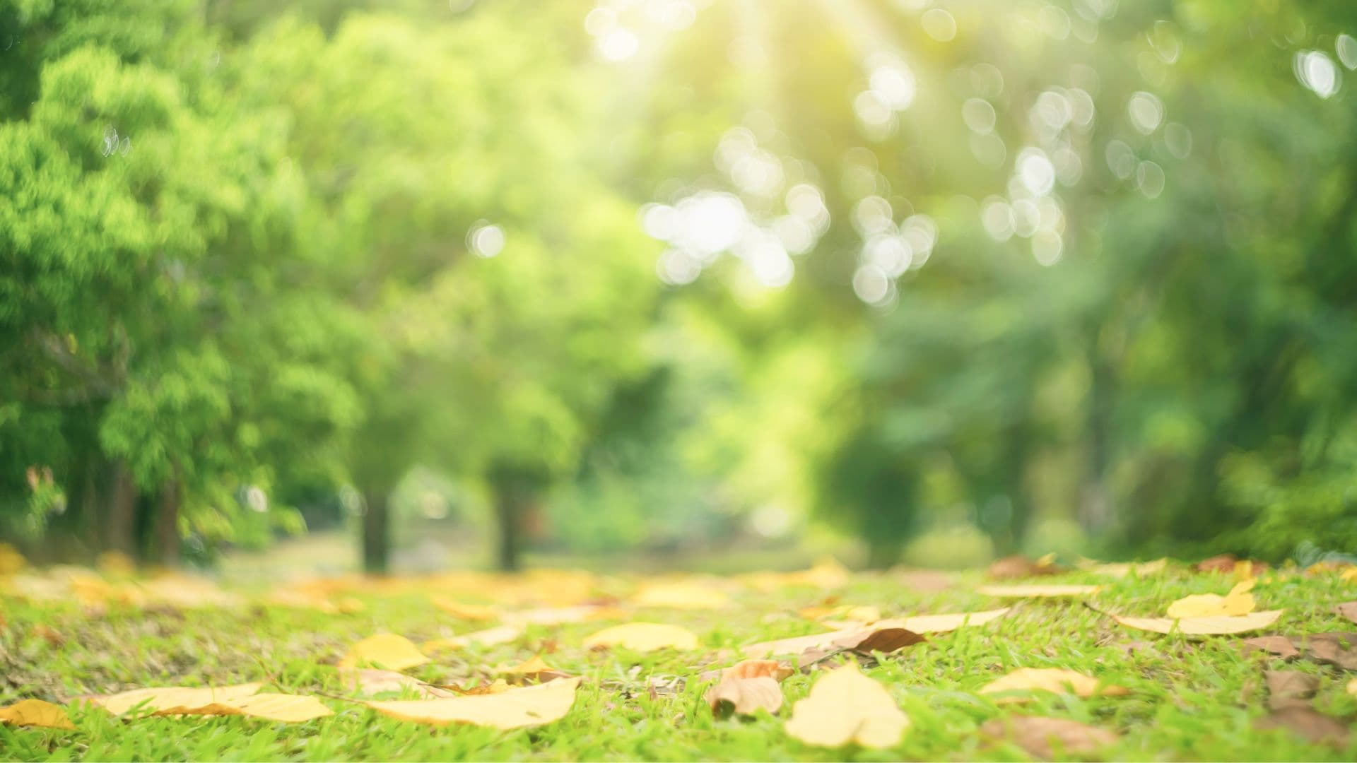 公園の背景画像